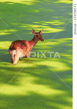 緑色の水草が浮かぶ池の中、奈良公園のシカが歩く 緑色の水草が浮かぶ池の中、奈良公園のシカが歩く 133298572