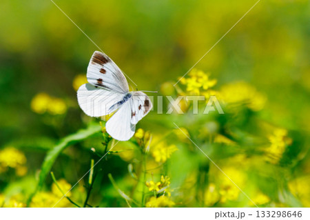 ひらひらと舞う白い妖精　モンシロチョウ 133298646