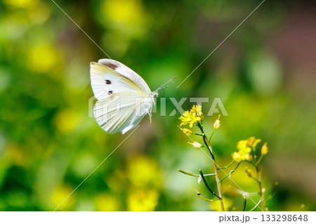 ひらひらと舞う白い妖精　モンシロチョウ 133298648