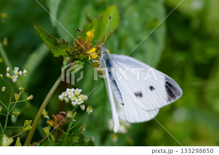 ひらひらと舞う白い妖精　モンシロチョウ 133298650