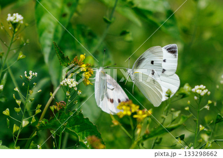 ひらひらと舞う白い妖精　モンシロチョウ 133298662