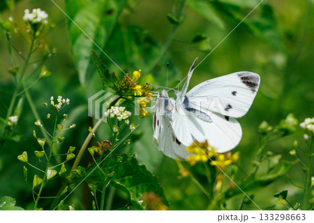 ひらひらと舞う白い妖精　モンシロチョウ 133298663