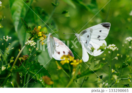 ひらひらと舞う白い妖精 モンシロチョウ ひらひらと舞う白い妖精 モンシロチョウ 133298665