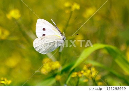 ひらひらと舞う白い妖精　モンシロチョウ 133298669