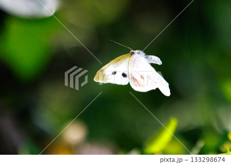 ひらひらと舞う白い妖精　モンシロチョウ 133298674