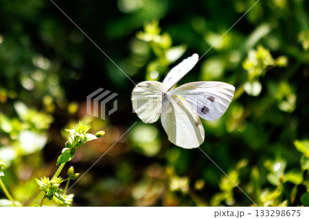 ひらひらと舞う白い妖精　モンシロチョウ 133298675
