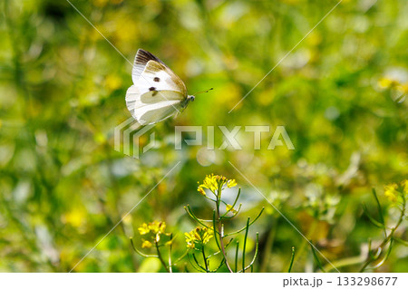 ひらひらと舞う白い妖精　モンシロチョウ 133298677