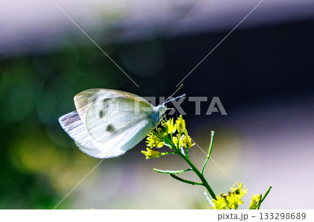ひらひらと舞う白い妖精 モンシロチョウ ひらひらと舞う白い妖精 モンシロチョウ 133298689