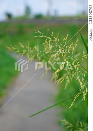 道端の草花 道端の草花 133298768