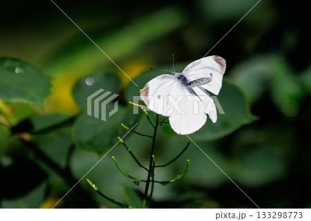 ひらひらと舞う白い妖精　モンシロチョウ 133298773