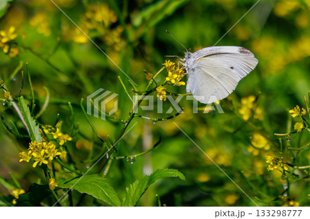 ひらひらと舞う白い妖精 モンシロチョウ ひらひらと舞う白い妖精 モンシロチョウ 133298777