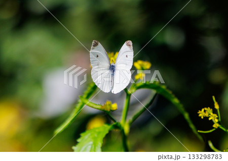 ひらひらと舞う白い妖精 モンシロチョウ ひらひらと舞う白い妖精 モンシロチョウ 133298783