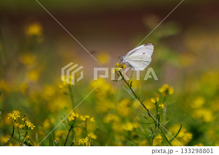 ひらひらと舞う白い妖精　モンシロチョウ 133298801