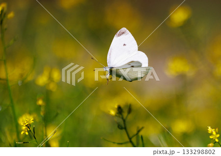 ひらひらと舞う白い妖精　モンシロチョウ 133298802