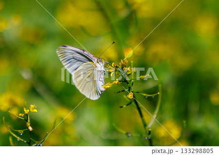 ひらひらと舞う白い妖精　モンシロチョウ 133298805