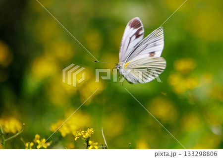 ひらひらと舞う白い妖精　モンシロチョウ 133298806