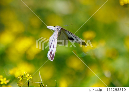 ひらひらと舞う白い妖精 モンシロチョウ ひらひらと舞う白い妖精 モンシロチョウ 133298810