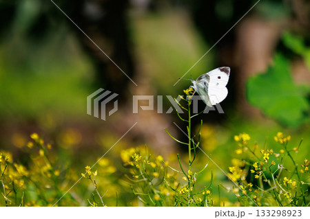 ひらひらと舞う白い妖精 モンシロチョウ ひらひらと舞う白い妖精 モンシロチョウ 133298923