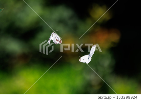 ひらひらと舞う白い妖精　モンシロチョウ 133298924