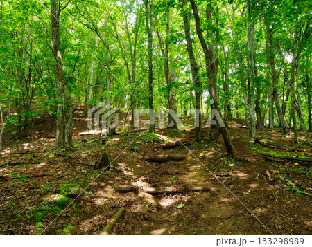 夏の笠取山 133298989