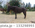 都井岬のミサキウマ（宮崎県串間市大納） 133298993