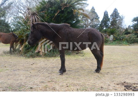 都井岬のミサキウマ（宮崎県串間市大納） 133298993
