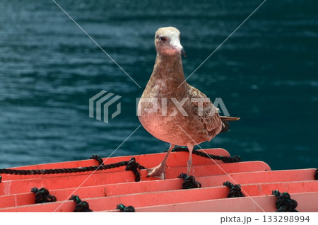 ウミネコの幼鳥（伊根湾／京都府与謝郡伊根町） 133298994