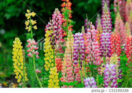 心を和ませる様々な色の花壇 133299286