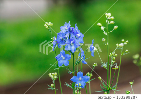 心を和ませる様々な色の花壇 133299287