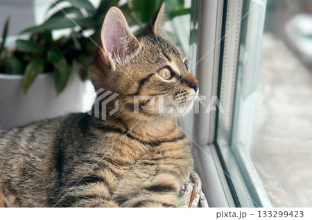 Tabby cat sits by the window. Domestic cat near the window. Tabby cat sits by the window. Domestic cat near the window. 133299423