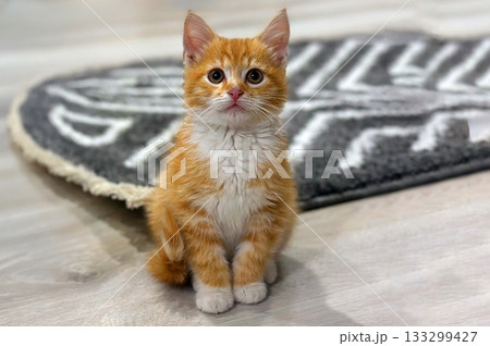 Homeless or lost cat is in vet clinic or animal shelter. Cat at animal shelter. 133299427