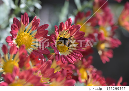 赤と黄色の花とハチ 133299565
