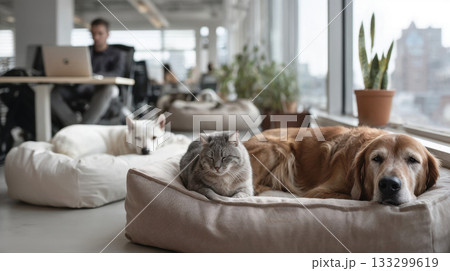 Pets relaxing together in modern office space with golden retriever cat and white dog resting on comfortable beds near workspace window Pets relaxing together in modern office space with golden retriever cat and white dog resting on comfortable beds near workspace window 133299619
