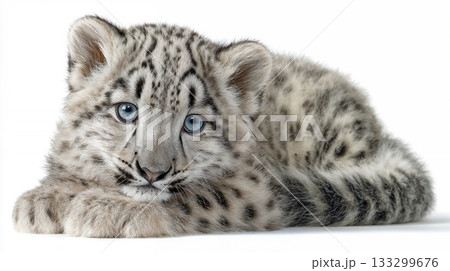 Adorable snow leopard cub with striking blue eyes and spotted fur pattern resting on white background in studio portrait 133299676
