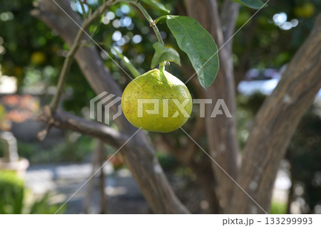 緑のみかん 133299993