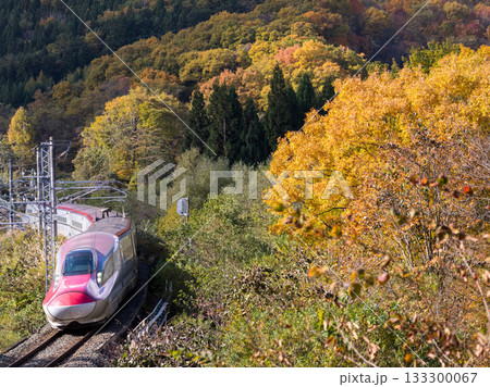 【秋田新幹線】紅葉する山間部を走行する特急こまち 133300067