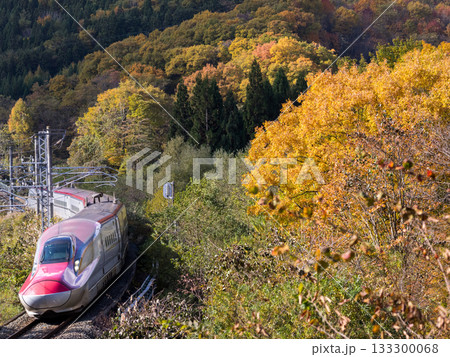 【秋田新幹線】紅葉する山間部を走行する特急こまち 【秋田新幹線】紅葉する山間部を走行する特急こまち 133300068