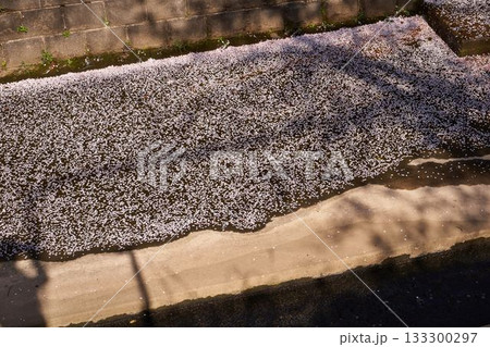 神奈川県 麻生川の花筏 神奈川県 麻生川の花筏 133300297