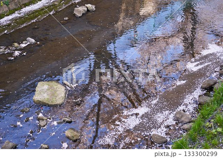 神奈川県　麻生川の花筏 133300299