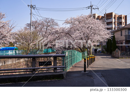 神奈川県川崎市　麻生川の桜並木 133300300