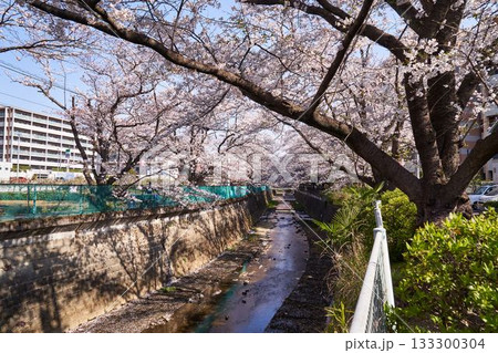 神奈川県川崎市　麻生川の桜並木 133300304
