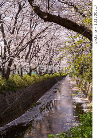 神奈川県川崎市 麻生川の桜並木 神奈川県川崎市 麻生川の桜並木 133300317