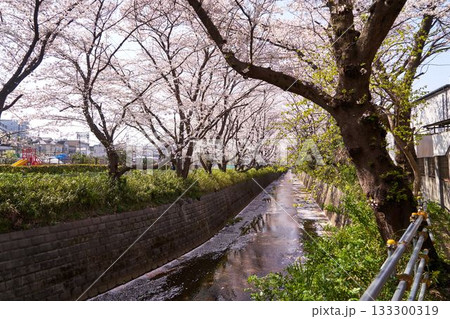 神奈川県川崎市 麻生川の桜並木 神奈川県川崎市 麻生川の桜並木 133300319