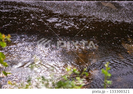 神奈川県 麻生川の花筏 神奈川県 麻生川の花筏 133300321