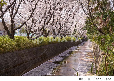 神奈川県川崎市 麻生川の桜並木 神奈川県川崎市 麻生川の桜並木 133300322