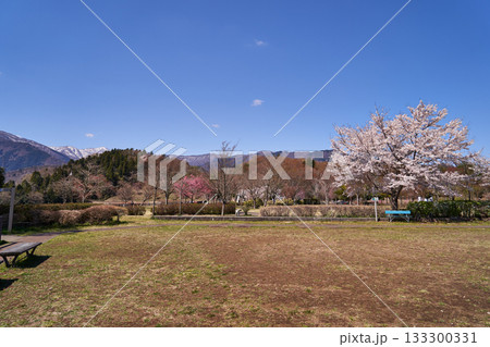 神奈川県 宮ヶ瀬鳥居原園地の桜 神奈川県 宮ヶ瀬鳥居原園地の桜 133300331