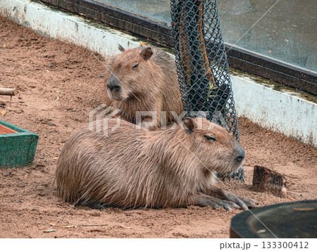 ベトナムのサイゴン動植物園 133300412