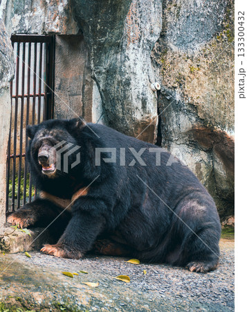 ベトナムのサイゴン動植物園 ベトナムのサイゴン動植物園 133300432