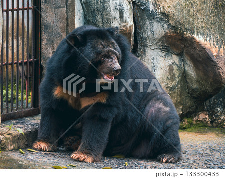 ベトナムのサイゴン動植物園 ベトナムのサイゴン動植物園 133300433