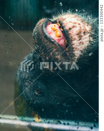 ベトナムのサイゴン動植物園 ベトナムのサイゴン動植物園 133300442